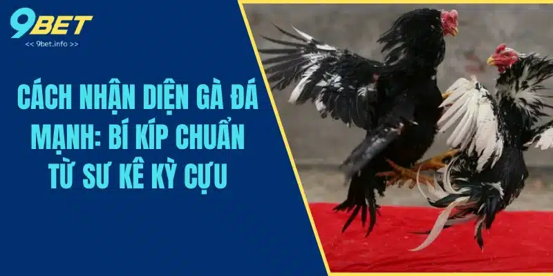 Cách Nhận Diện Gà Đá Mạnh: Bí Kíp Chuẩn Từ Sư Kê Kỳ Cựu